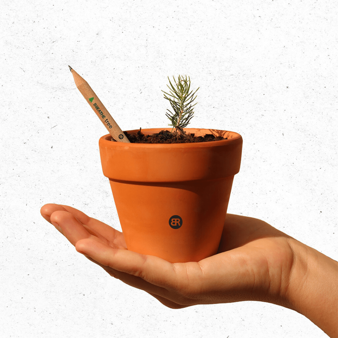 A plant in a flower pot signifies Why breathe clo is essential in fast fashion 